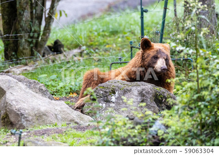 American brown bear, grizzly bear, grizzly American brown bear, grizzly bear, grizzly 59063304