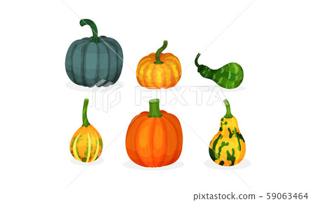 Set of pumpkins of different shapes and sizes. Vector illustration. 59063464