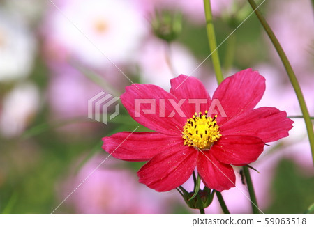 Red cosmos flowers Red cosmos flowers 59063518