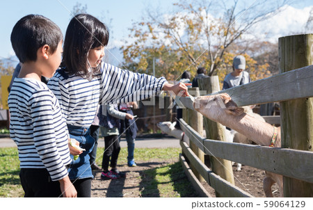 Goat feeding 59064129