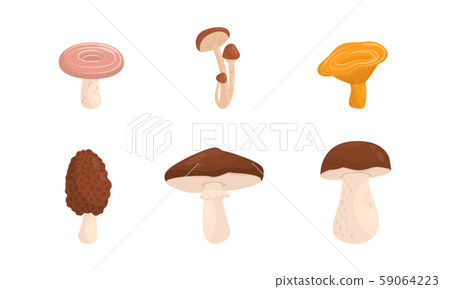 Edible Mushrooms Vector Set Isolated On White Background Edible Mushrooms Vector Set Isolated On White Background 59064223