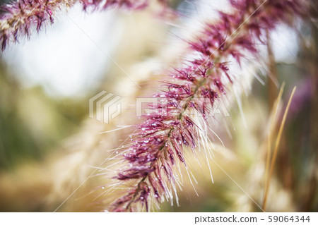 close up view of a reeds during the day background close up view of a reeds during the day background 59064344