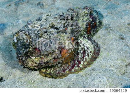 Onii Dalma Okoze 59064829