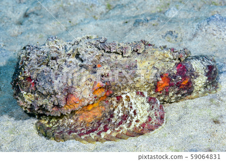 Onii Dalma Okoze 59064831