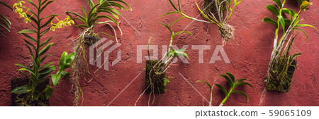 Different plants in pots on a red painted wall BANNER, LONG FORMAT Different plants in pots on a red painted wall BANNER, LONG FORMAT 59065109