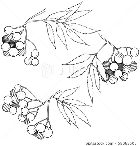 Vector autumn black sorbus plant. Berry plant botanical garden floral foliage. Isolated illustration Vector autumn black sorbus plant. Berry plant botanical garden floral foliage. Isolated illustration 59065503