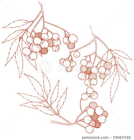 Vector autumn red sorbus plant. Berry plant botanical garden floral foliage. Isolated illustration Vector autumn red sorbus plant. Berry plant botanical garden floral foliage. Isolated illustration 59065588