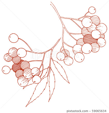 Vector autumn red sorbus plant. Berry plant botanical garden floral foliage. Isolated illustration 59065634