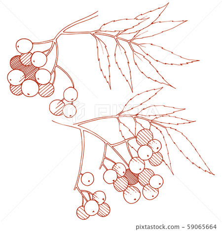 Vector autumn red sorbus plant. Berry plant botanical garden floral foliage. Isolated illustration Vector autumn red sorbus plant. Berry plant botanical garden floral foliage. Isolated illustration 59065664