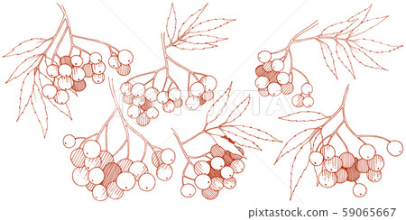 Vector autumn red sorbus plant. Berry plant botanical garden floral foliage. Isolated illustration 59065667