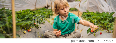 BANNER, LONG FORMAT Strawberry plantation in Bali in the Bedugul area. Happy cute kid boy picking BANNER, LONG FORMAT Strawberry plantation in Bali in the Bedugul area. Happy cute kid boy picking 59066097