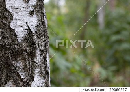 Birch Tree Trunk Bark Texture Close up on light 59066217