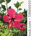 Hibiscus flower 59066650