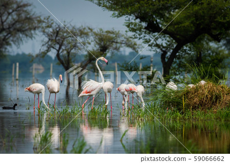 Greater flamingo flock in natural habitat in a early morning hour during monsoon season. A beautiful nature paining created by these flamingos at keoladeo national park, bharatpur, india 59066662