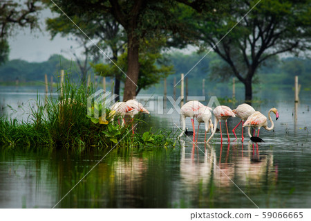Greater flamingo flock in natural habitat in a early morning hour during monsoon season. A beautiful nature paining created by these flamingos at keoladeo national park, bharatpur, india 59066665