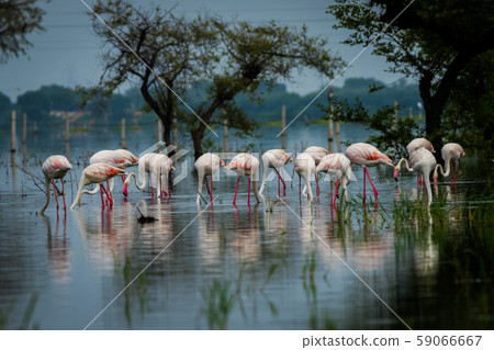 Greater flamingo flock in natural habitat in a early morning hour during monsoon season. A beautiful nature paining created by these flamingos at keoladeo national park, bharatpur, india Greater flamingo flock in natural habitat in a early morning hour during monsoon season. A beautiful nature paining created by these flamingos at keoladeo national park, bharatpur, india 59066667