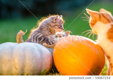 Cute kittens play and sit around pumpkins 59067258