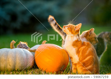 Cute kittens play and sit around pumpkins 59067259