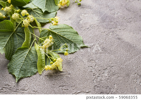 Flowers and leaves of linden tree 59068355