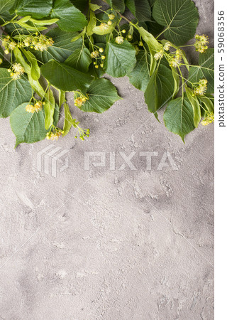 Flowers and leaves of linden tree 59068356
