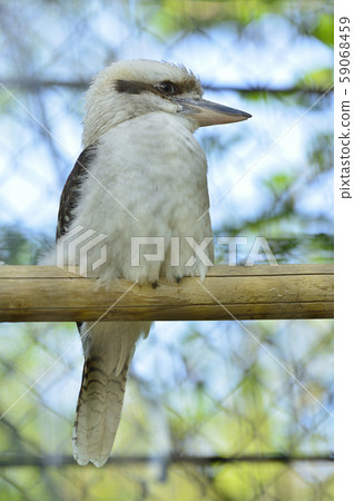 Warai kingfisher 59068459