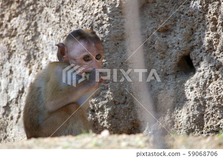 Tokumon kee 59068706