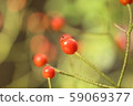 Rose ballerina rose hips 59069377