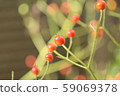 Rose ballerina rose hips 59069378