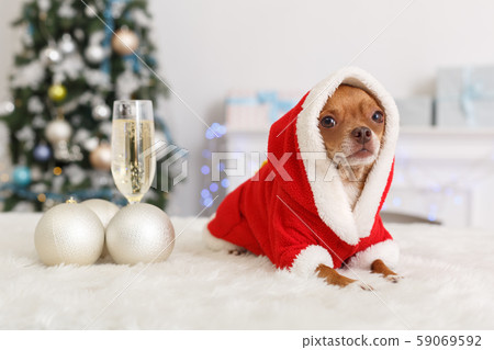 New Year. Decorated room with dog in santa costume lying near the glass of champagne and baubles 59069592