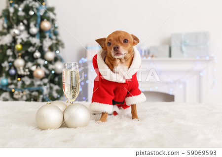 New Year. Decorated room with dog in santa costume standing near glass of champagne and baubles New Year. Decorated room with dog in santa costume standing near glass of champagne and baubles 59069593