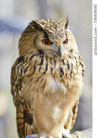 [Owl] Bengal Eagle Owl 59069698