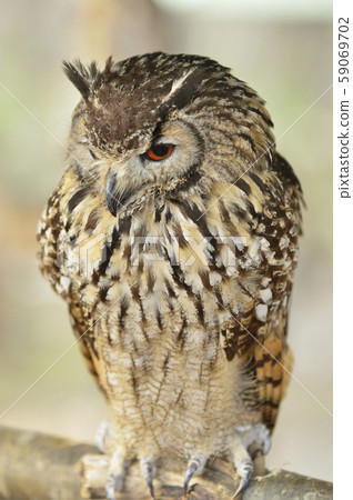 [Owl] Bengal Eagle Owl 59069702