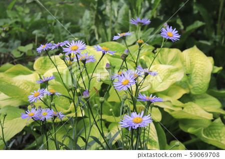 韓娜（Hana Chosunomena） 59069708