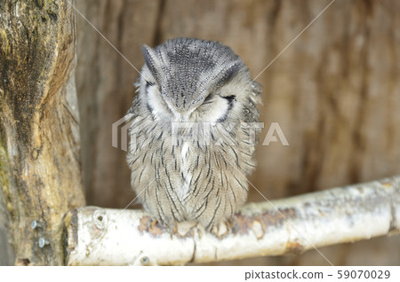 African elephant hazuku 59070029