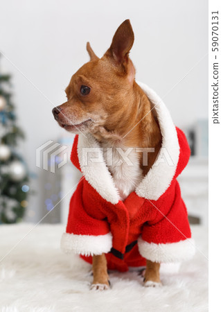 New Year. Decorated room with dog wearing santa costume sitting on sofa looking aside close-up 59070131