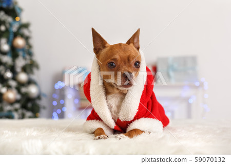 Christmas. Decorated room with dog wearing santa costume sitting on sofa celebrating 2020 59070132