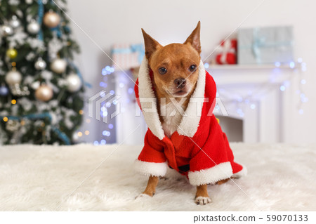New Year. Decorated room with dog wearing santa costume sitting on sofa celebrating 2020 59070133