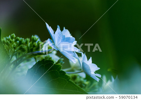 哈娜繡球花特寫 59070134