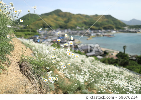Insect Chrysanthemum, Innoshima, Onomichi, Hiroshima Insect Chrysanthemum, Innoshima, Onomichi, Hiroshima 59070214