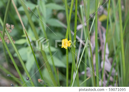 yellow flower in green autumn grass 59071095