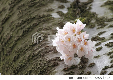 Cherry Blossoms	 59071802