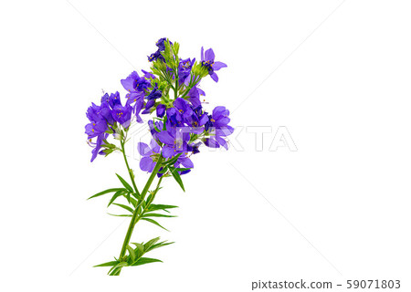 Polemonium caeruleum. Cultivated flower. isolate 59071803