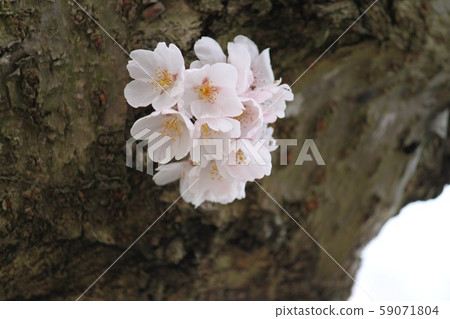 Cherry Blossoms	 59071804