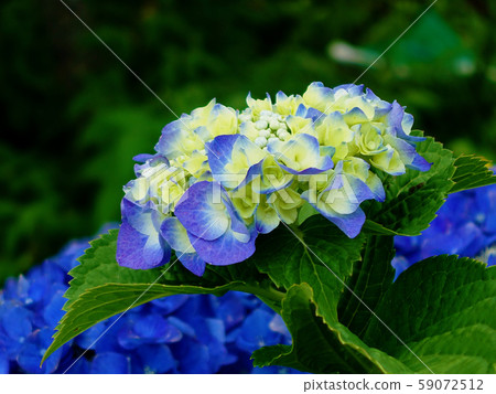 Hydrangea (for rainy season image etc.) Hydrangea (for rainy season image etc.) 59072512