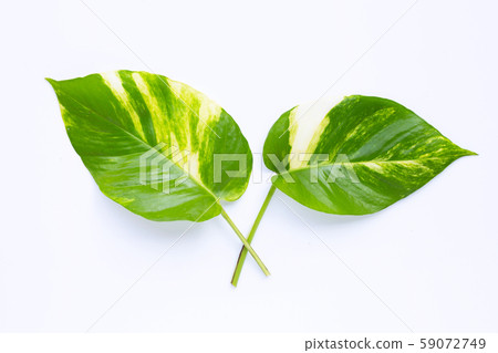 Golden pothos or devil's ivy leaves on white Golden pothos or devil's ivy leaves on white 59072749