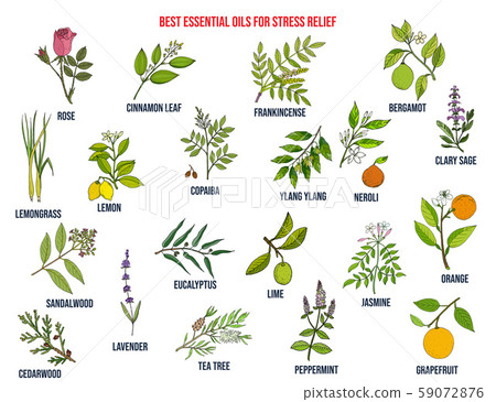 Best essential oils for stress relief Best essential oils for stress relief 59072876