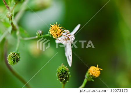 Giant tobacco Giant tobacco 59073175
