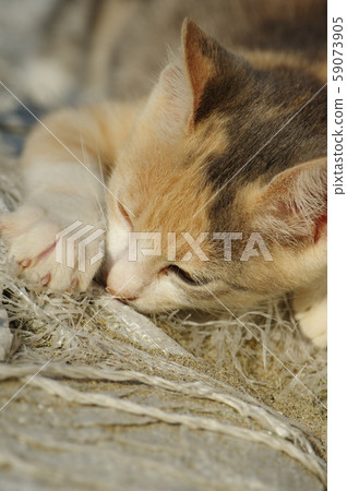 A stubborn kitten A stubborn kitten 59073905