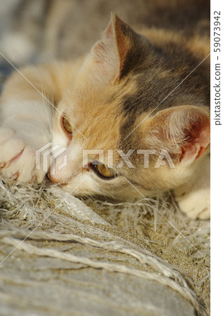 一隻頑固的小貓 一隻頑固的小貓 59073942