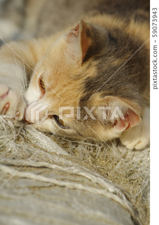 一隻頑固的小貓 59073943